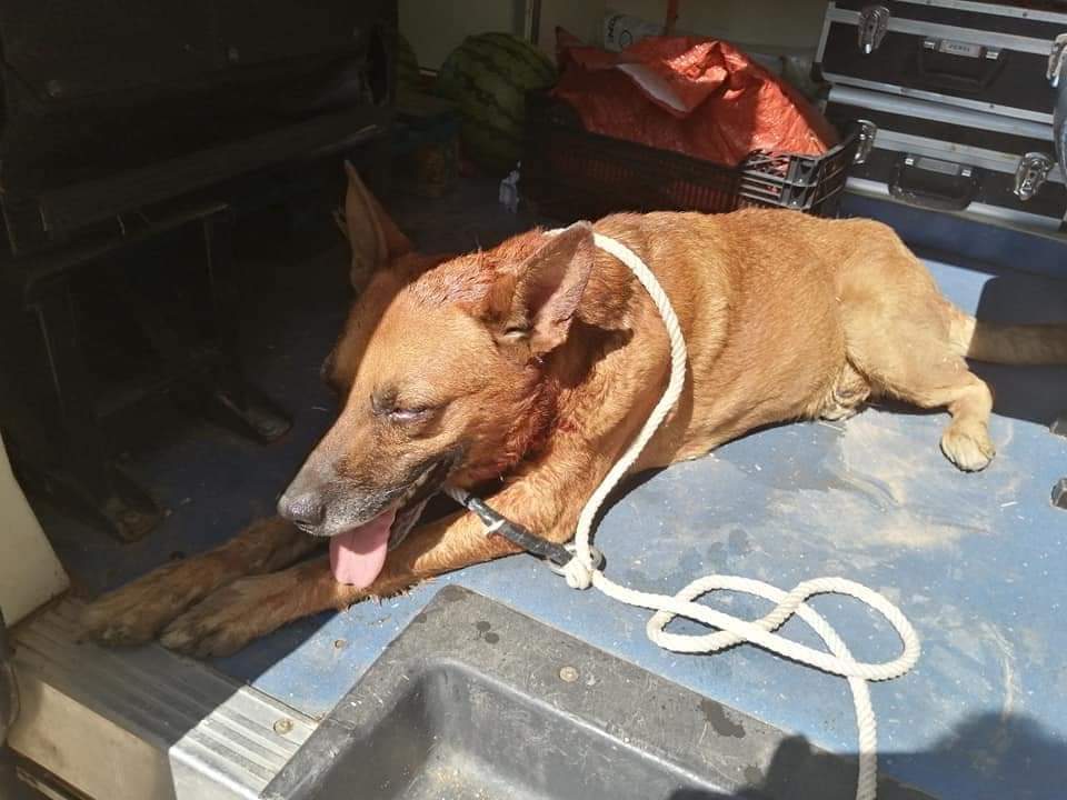 AsociacionADAT's tweet photo. NOS PIDEN AYUDA EN DIFUSIÓN. 

DE NUEVO UN CASO DE TOTAL BARBARIE CONTRA LOS ANIMALES.
PERRO GOLPEADO O ATROPELLADO ARROJADO VIVO A UN CONTENEDOR DE BASURA.
#MONTSERRAT ( #VALENCIA ).
SE SOLICITA A QUIEN PUEDA TENER INFORMACIÓN DEL AUTOR O AUTORES LO PONGA EN CONOCIMIENTO... https://t.co/uttSb0fTs5