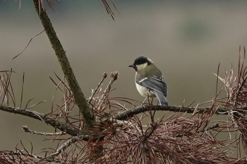 miek koopmans🐝 tweet media