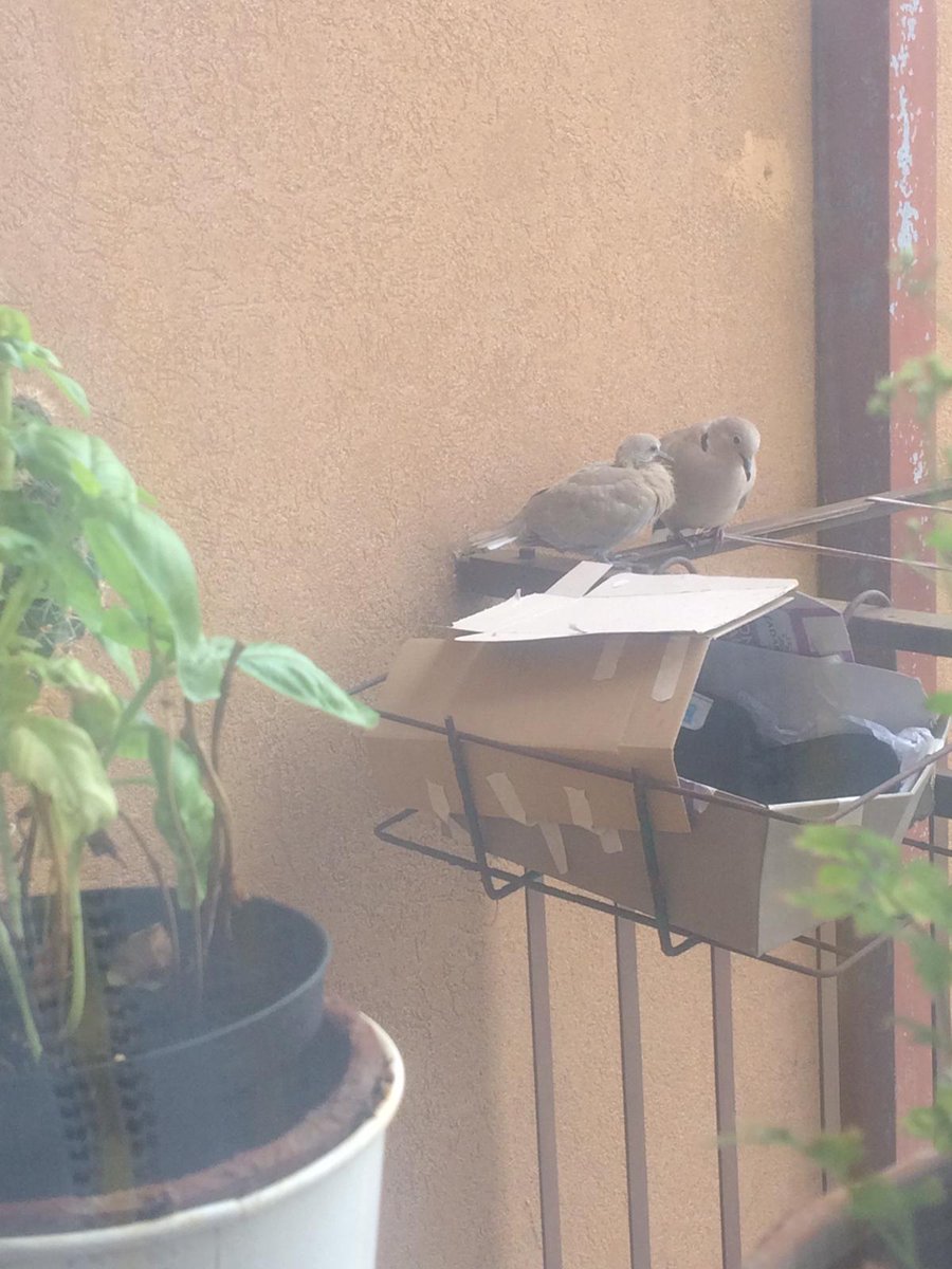 helloway0220's tweet image. Nato, prova di volo fallita, recuperato sotto casa.
Curato e nutrito dai genitori per 2 giorni ancora. seconda prova di volo. Famiglia al completo tornata a ringraziare.