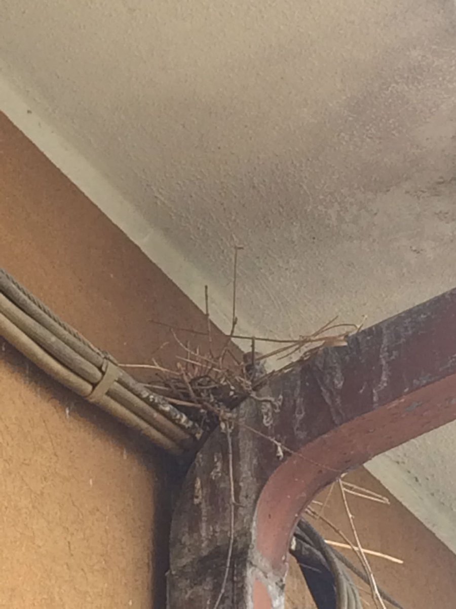 helloway0220's tweet image. Nato, prova di volo fallita, recuperato sotto casa.
Curato e nutrito dai genitori per 2 giorni ancora. seconda prova di volo. Famiglia al completo tornata a ringraziare.