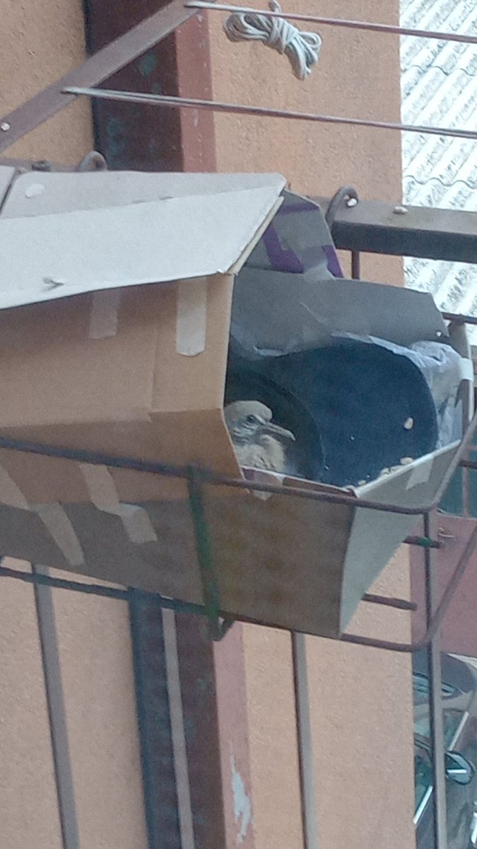 helloway0220's tweet image. Nato, prova di volo fallita, recuperato sotto casa.
Curato e nutrito dai genitori per 2 giorni ancora. seconda prova di volo. Famiglia al completo tornata a ringraziare.