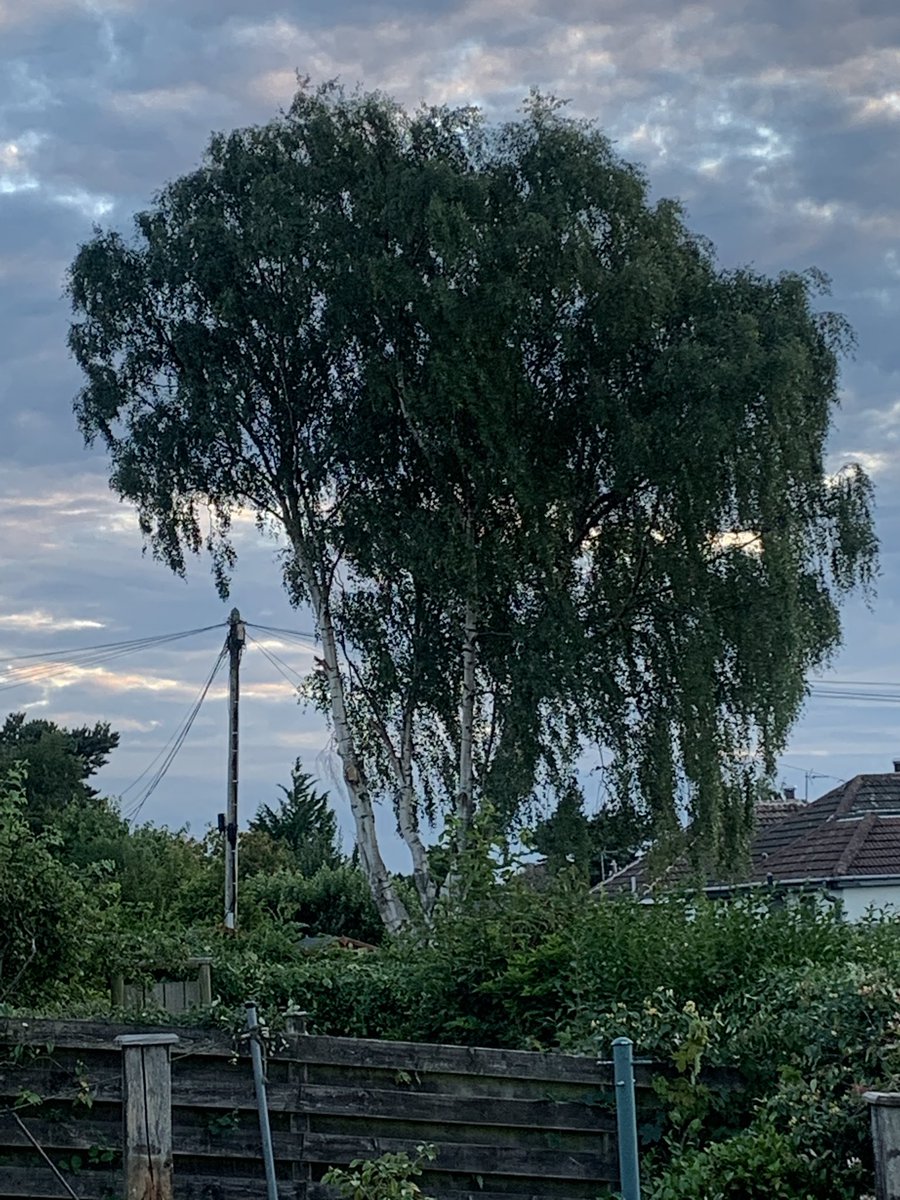 Simon Innes tweet media