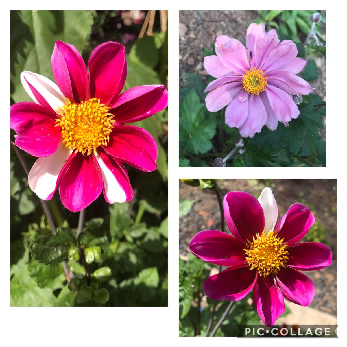 space to grow mental health growing project tweet media