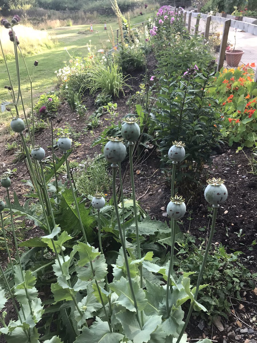 space to grow mental health growing project tweet media