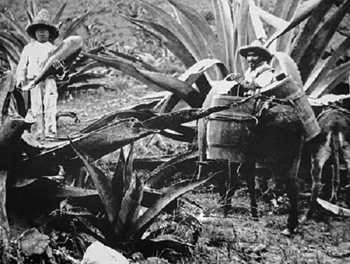 JXp214's tweet photo. Aquí otra bella estampa " Tequila Jalisco 1902 " https://t.co/OMQRMmUb0Q