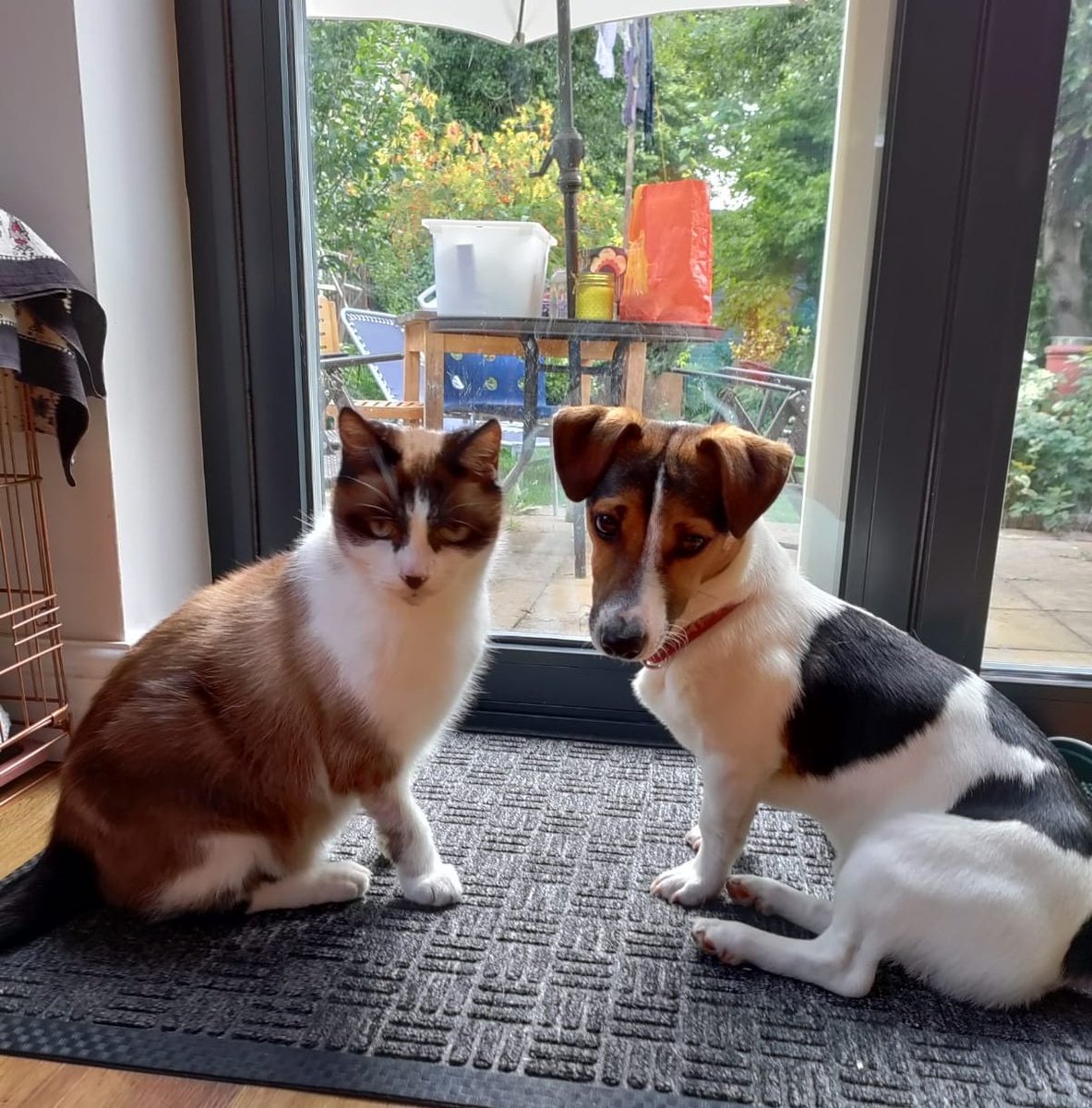 lucyrparry's tweet photo. pets be posing like they are on an album cover 😂 i mean come on this photo has attitude! https://t.co/kKKbf5UsYh