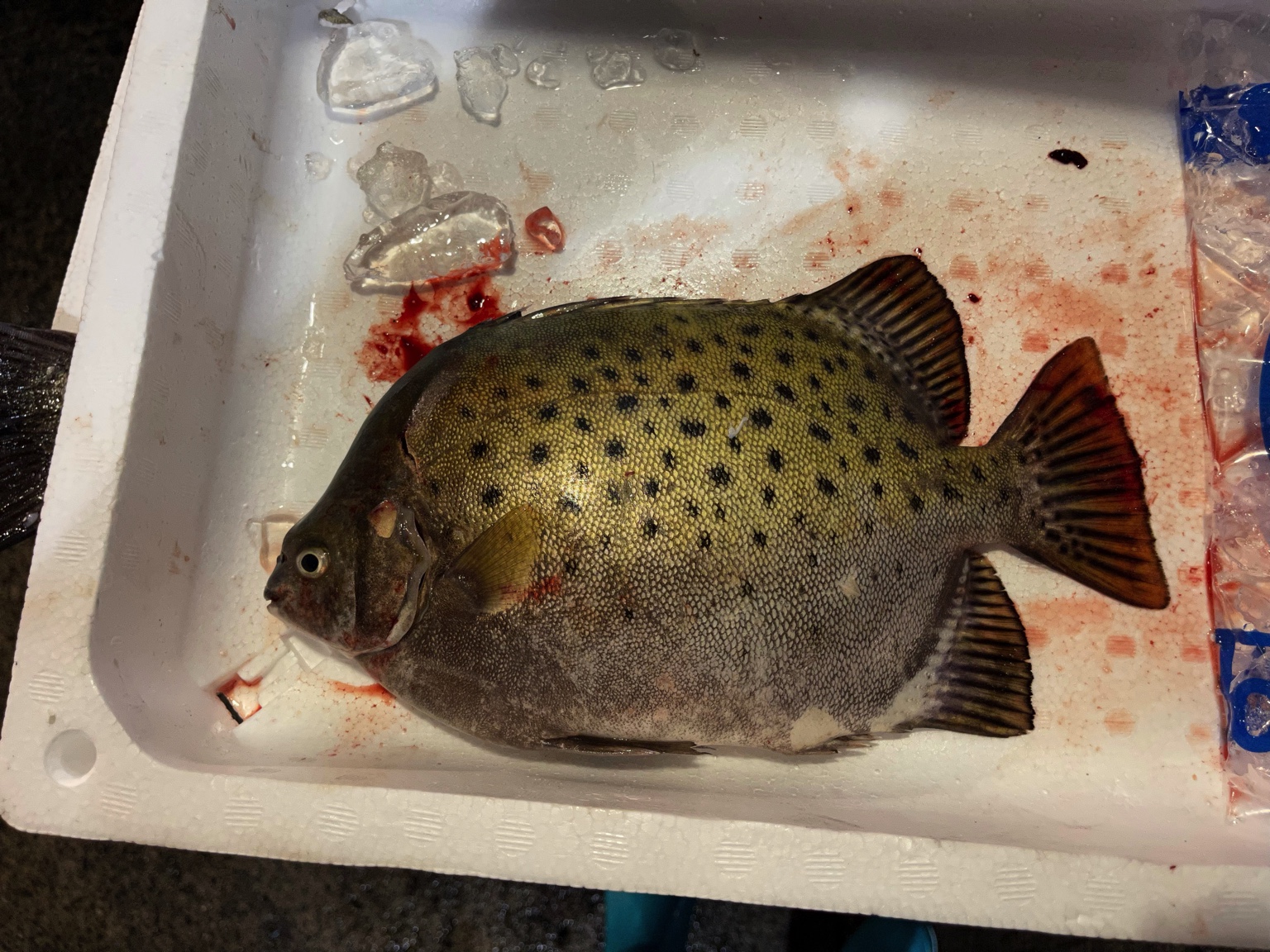 تويتر 徳島魚類 على تويتر 今日 せり場で見かけた珍妙なおサカナ 汗 これ なんだ カタチ的にはイシダイとかイシガキダイに似てるような気がするんですが 体の上半分が金色で斑点模様 ヒレには黒いスジ状の模様 図鑑でも出てこない 徳島魚類 珍