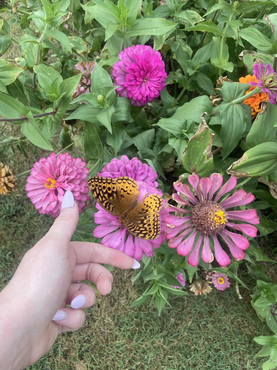 bayytull's tweet photo. I saw a butterfly today while I was on my run ✨ https://t.co/yZl4TBp7m1