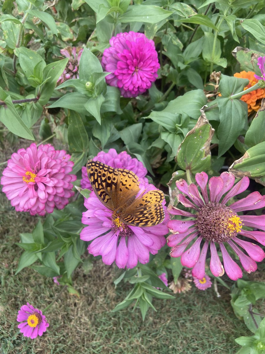 bayytull's tweet photo. I saw a butterfly today while I was on my run ✨ https://t.co/yZl4TBp7m1