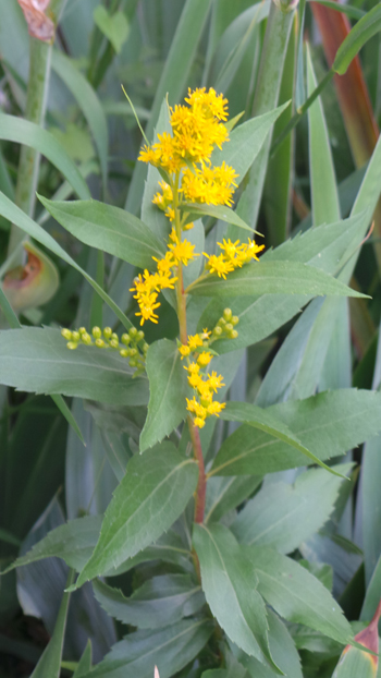 Can u tell the name of this plant? #plantid #whatplantisthis #botany #plantidentify #gardening #plant #idplant #taxonomy #mysteryplants  #plantpeople #Gardening #plants #urbanfarming #horticulture #plantidentification <a href="/WhatPlantIsThis/">PlantID Bot</a> 
 @plantsnap <a href="/ThePlantMan4/">ThePlantMan</a> @KewScience
