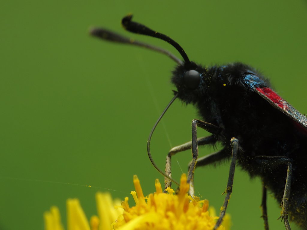 nmahieu's tweet photo. Six-spot burnet on ragwort in @MargravineCem - loving the bright colours in the first shot.
@savebutterflies #GetOutForTheCount https://t.co/TN9TonFeVT