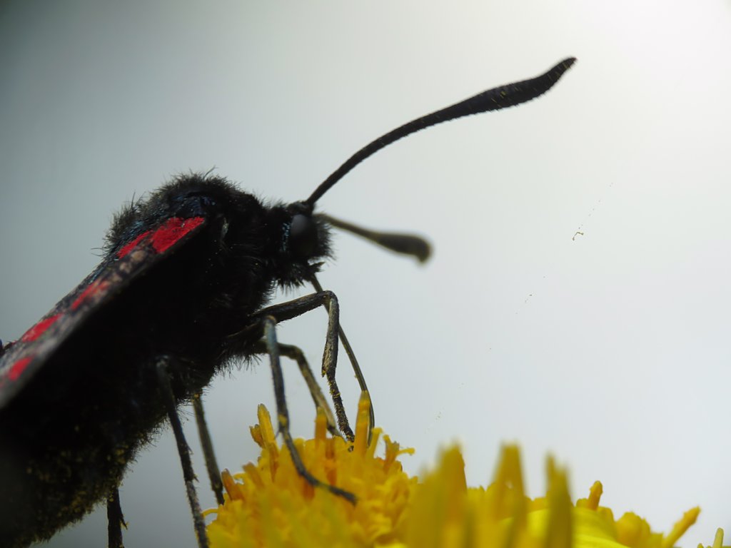 nmahieu's tweet photo. Six-spot burnet on ragwort in @MargravineCem - loving the bright colours in the first shot.
@savebutterflies #GetOutForTheCount https://t.co/TN9TonFeVT