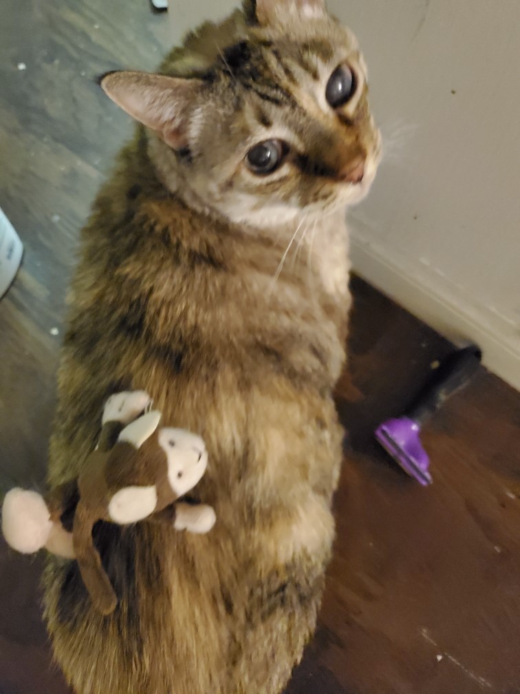 SAVELUCKYTHECAT tweet media