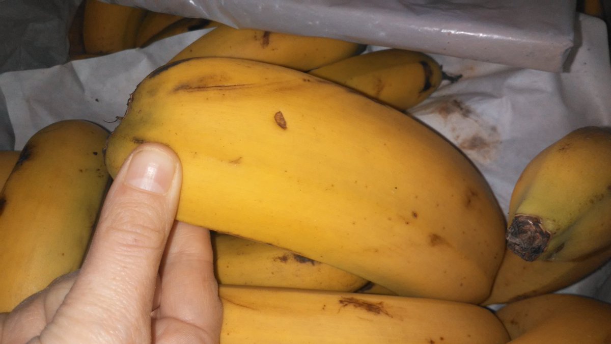 ColooVillaverde's tweet photo. Creias haberlo visto todo ? Banana siamesas . Estoy impactada 😶😶😶😶 https://t.co/LW5rWHIO2u