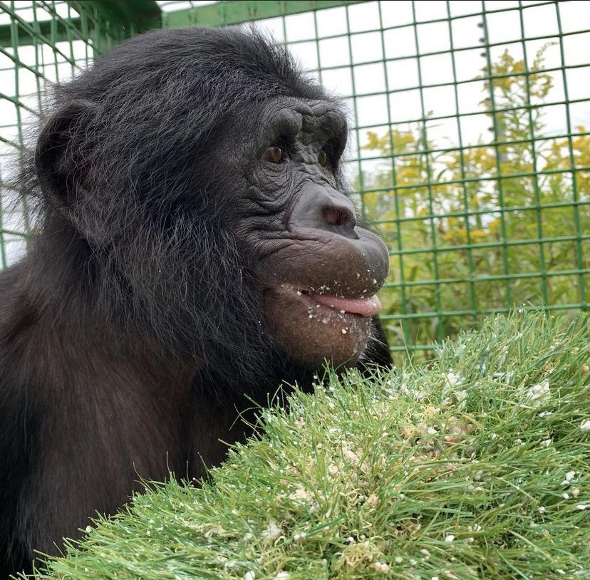 wherefruityummy's tweet image. smörgåsbord