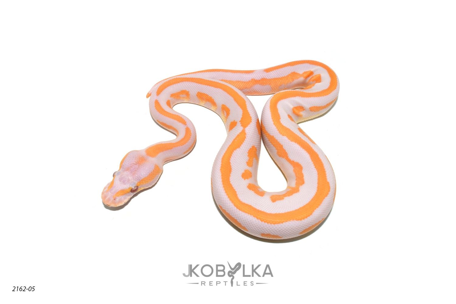●ONE BRILLIANT● KaliOB508Leopard Kali-OB508-Leopard MorphMarket on X: 