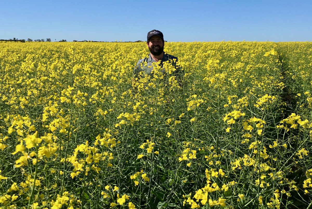 Nuseed Australia (@nuseedaustralia) on Twitter photo Talk about getting lost in your work! WA Area Sales manager <a href="/m_hickey90/">Michael Hickey</a> in a massive crop of @NuseedAustralia Emu, just north of #Morawa. Flowering for 9 weeks already, building a huge pod base and setting up for a great yield. #canola Talk about getting lost in your work! WA Area Sales manager <a href="/m_hickey90/">Michael Hickey</a> in a massive crop of @NuseedAustralia Emu, just north of #Morawa. Flowering for 9 weeks already, building a huge pod base and setting up for a great yield. #canola