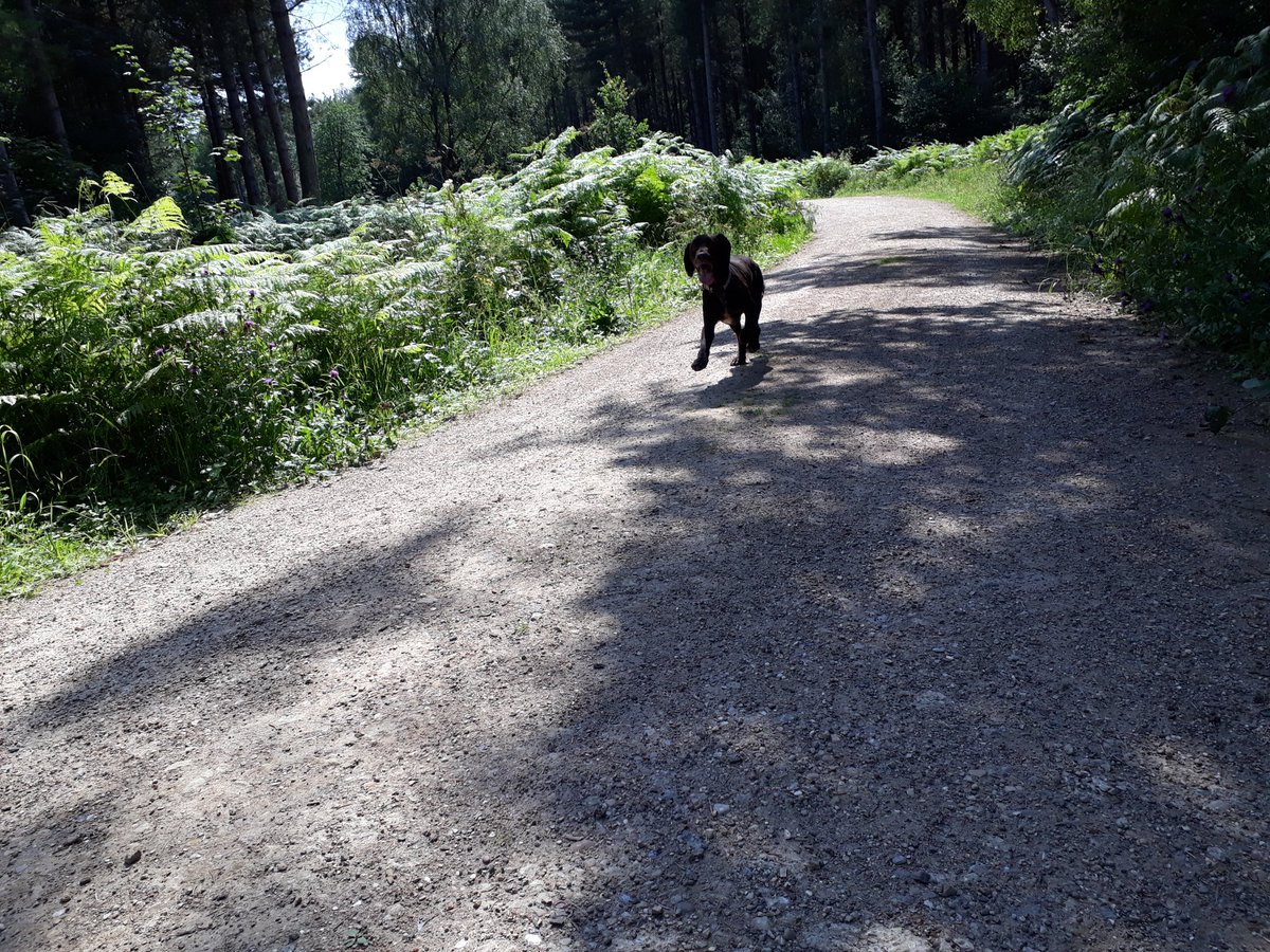 RobJames68's tweet photo. Tetley having fun in Wakerley Woods #Rutland #HappyDog #DynamicDog https://t.co/Gfakz8oDeI