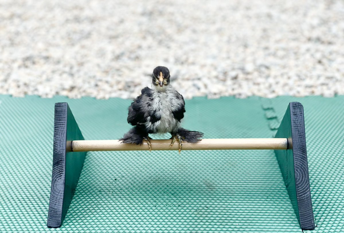 mypetchicken's tweet photo. Going for the gold on the balance beam has its challenges as a feather footed chicken, but Hennifer doesn’t let that stop her! Good luck to all of the USA athletes! 🥇🐥 #balancebeam #mypetchickenofficial #olympics #tokyo2020 #cochin #bantam #featherfooted #gymnastics https://t.co/laNmiWvf3n