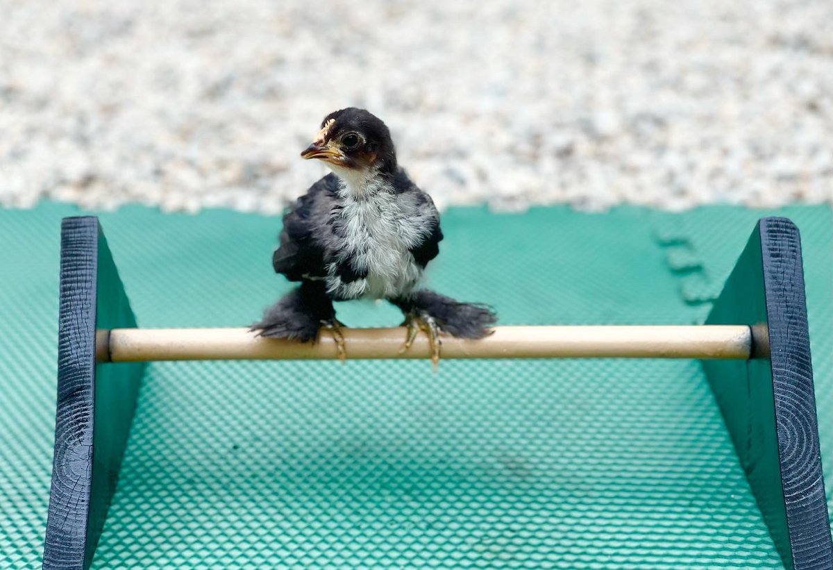 Going for the gold on the balance beam has its challenges as a feather footed chicken, but Hennifer doesn’t let that stop her! Good luck to all of the USA athletes! 🥇🐥 #balancebeam #mypetchickenofficial #olympics #tokyo2020 #cochin #bantam #featherfooted #gymnastics