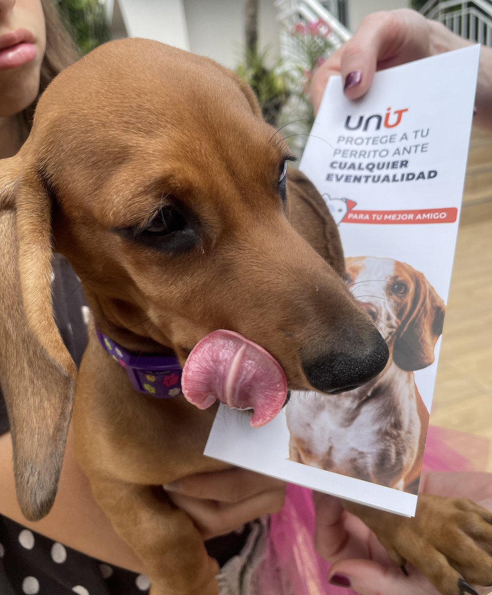 holaunit's tweet photo. Hoy, en la #PerriRuta... Vera🐶! Toda una modelo profesional 😂😍 #LosNietosdeIgnaura #Unit #UnitRD https://t.co/5YJMVfL1vO