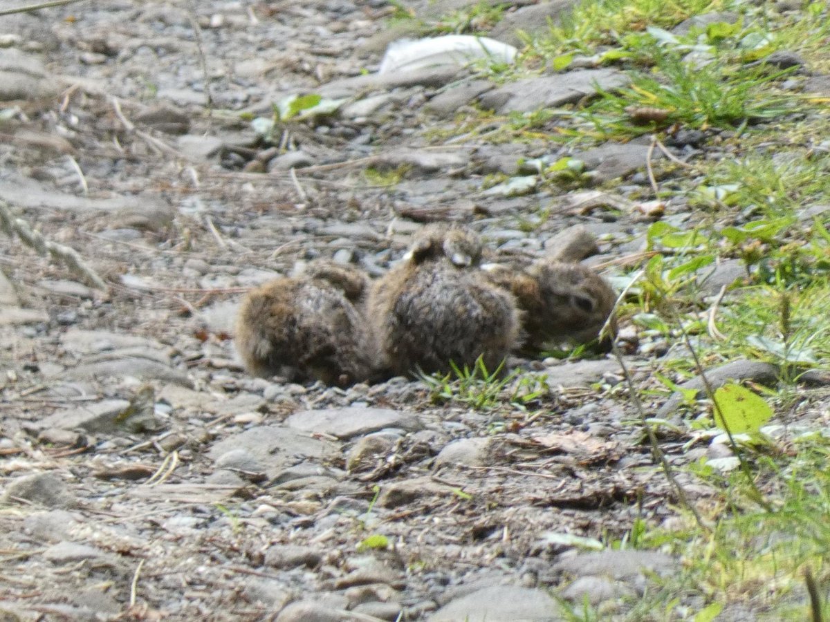 Ewan Miles tweet media