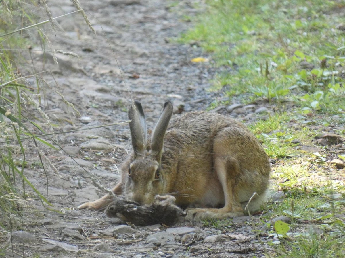 Ewan Miles tweet media