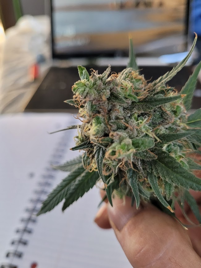 Cannabisius1's tweet photo. Blueberry https://t.co/peZmutiZSr