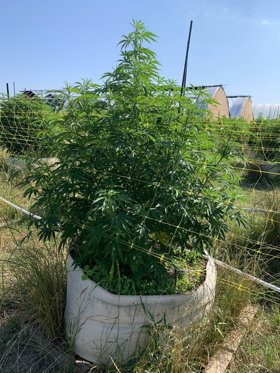 7farmsdown's tweet photo. Filling out the 100 gallon pot. #stretching #cherryboat https://t.co/6hLbbJsiw1