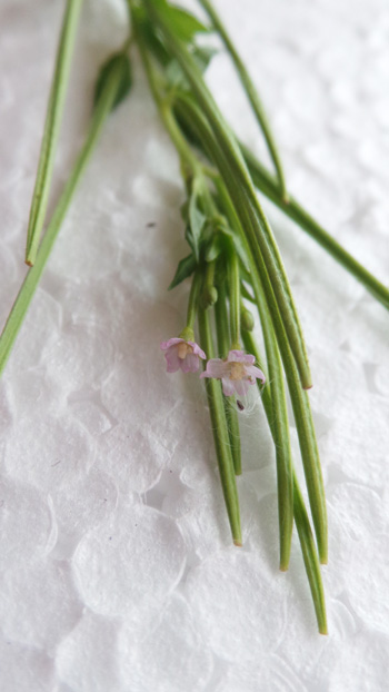 Can u tell the name of this plant? #plantid #whatplantisthis #botany #plantidentify #gardening #plant #idplant #taxonomy #mysteryplants  #plantpeople #Gardening #plants #urbanfarming #horticulture #plantidentification <a href="/WhatPlantIsThis/">PlantID Bot</a>

 @plantsnap
  <a href="/ThePlantMan4/">ThePlantMan</a>
  @KewScience