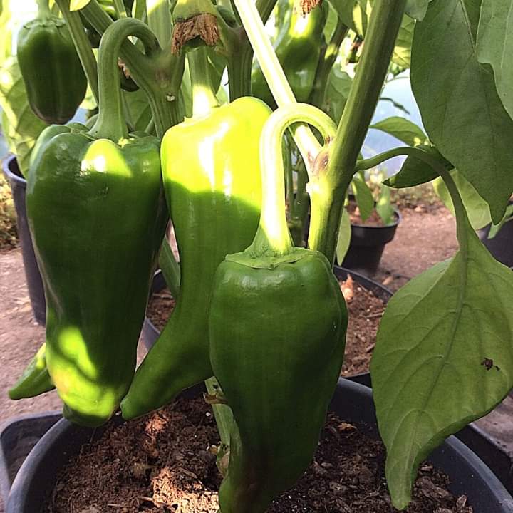 Fertilefibre's tweet photo. These peppers have grown really well this year from seed in our Seed Compost and then potted on in our Potting Compost.
Don't they look fantastic!! ☀️
#peatfree #growpeatfree #fertilefibre #seedcompost https://t.co/NpWMAXkaB0