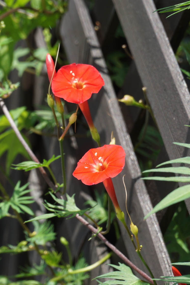 モミジバルコウソウ Twitter Search モミジバルコウソウ Twitter Search