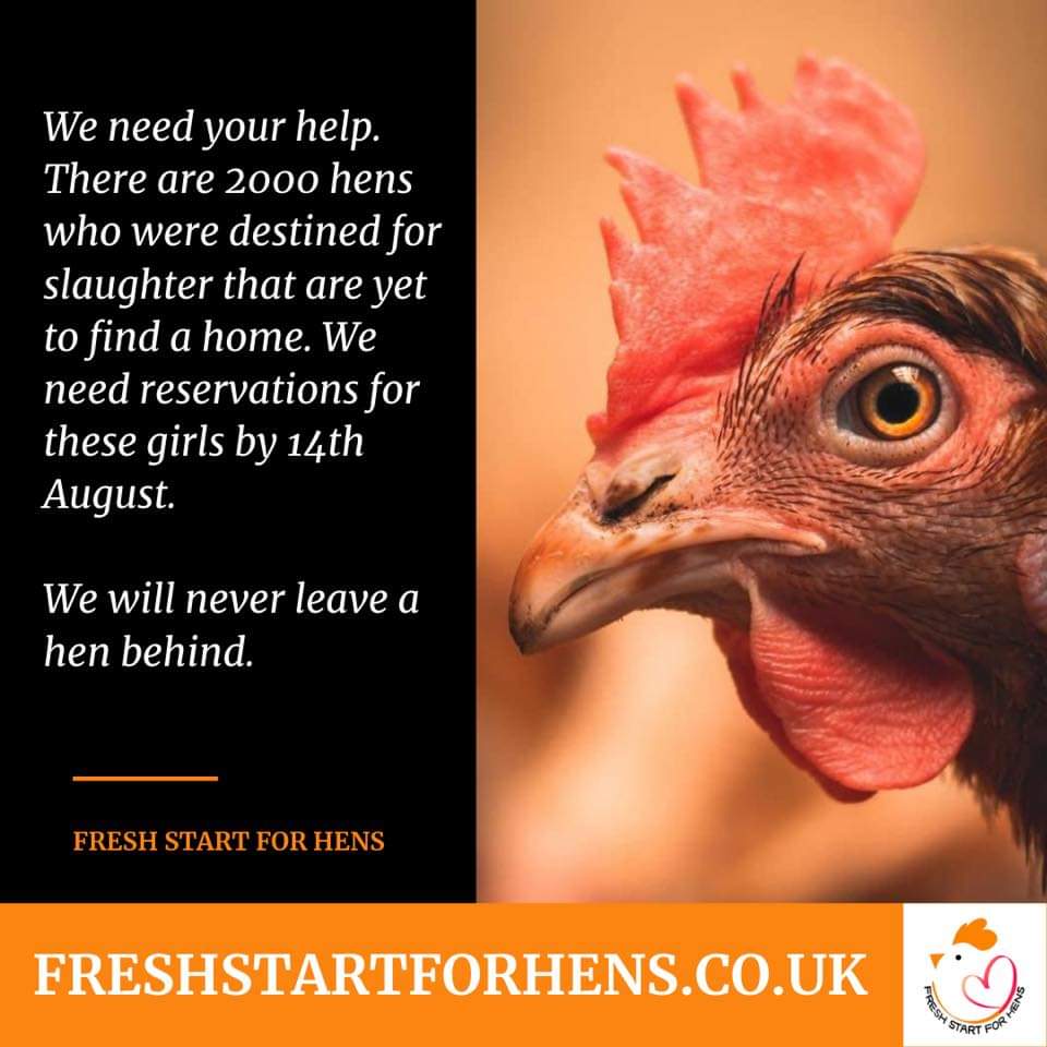 Freshstartforhens.co.uk 🥰