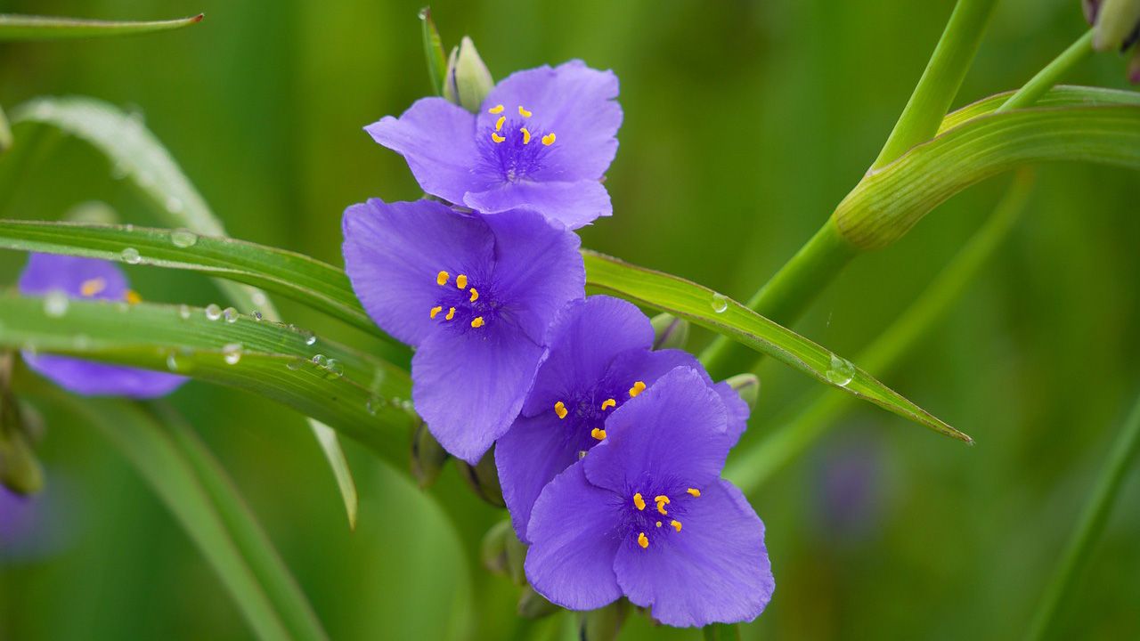 メリアルーム 土日祝いいねお休みです 今日の花 8月5日の誕生日花は 紫露草 むらさきつゆくさ 花言葉は 尊ぶ です この日生まれの人は 自分の感情に素直な人です 喜怒哀楽がハッキリとしているので 周りからの好感も高いです 8月5