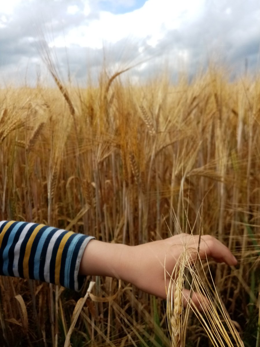EarlyMedFoodIre's tweet photo. #fieldsofbarley Love looking at the golden barley and the weeds growing on the outskirts ๐ #archaeobotany
@LoveLouth @DiscoverBoyneV https://t.co/WWvc7FSfrU