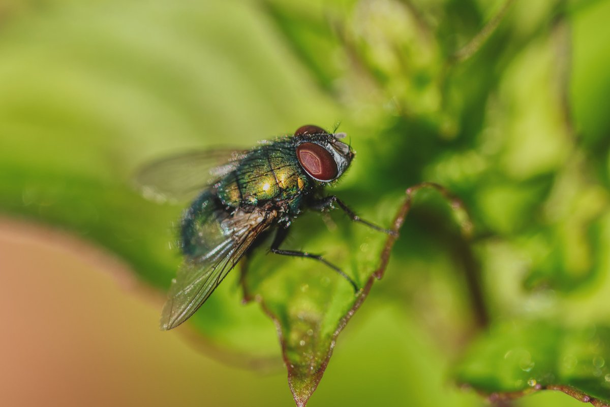 geraldinethomp9's tweet photo. When you are trying to blend in with the crowd...#MacroHour #CreativeMacro #macrophotography #macro_captures #macrophotographer https://t.co/af4As8FUid