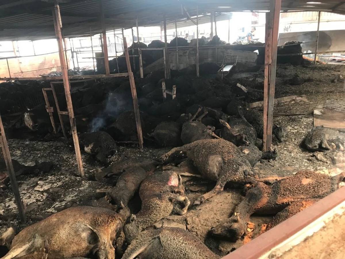 Allah der ki: ( hayvanlar benim sessiz kullarımdır. Onlar şimdi zulme susuyorlar ama hesap günü konuşacaklardır.) Onları can kaybından saymayan zihniyetlere diyor.