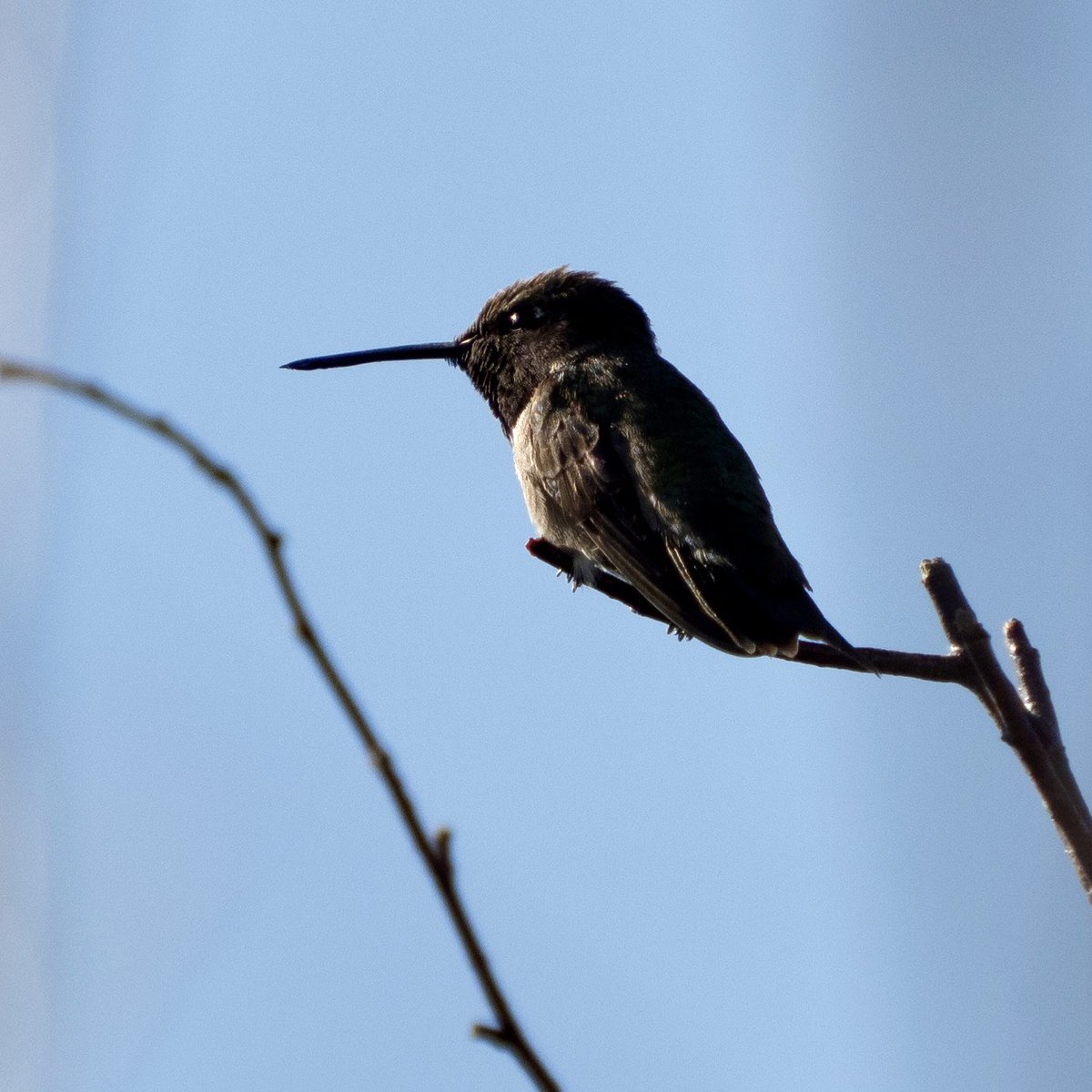 BirdsAndBinocs's tweet photo. “Give yourself to the dark side…” #BlackChinnedHummingbird
#parkcity #utah #utahwildlife #birdsofutah #birdsofparkcity #utahbirding #birds #birdwatching #birding #ornithology #Olympus #birdphotography https://t.co/JfA29QeJlu