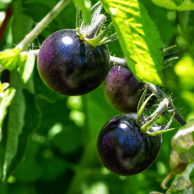These are definitely the most unusual tomatoes I&rsquo;ve ever grown. https://t.co/FvcR7Ws4oz<a href="/tag/avengersendgame"class="tags"><span>#avengersendgame</span></a>