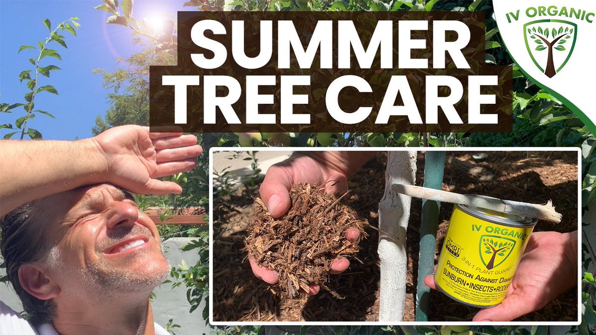 IV_Organics's tweet image. VIDEO LINK: youtube.com/shorts/_2aOeCN…
#SummerTreeCare #Mulch #Whitewash #IVOrganic #YoutubeSHORTS