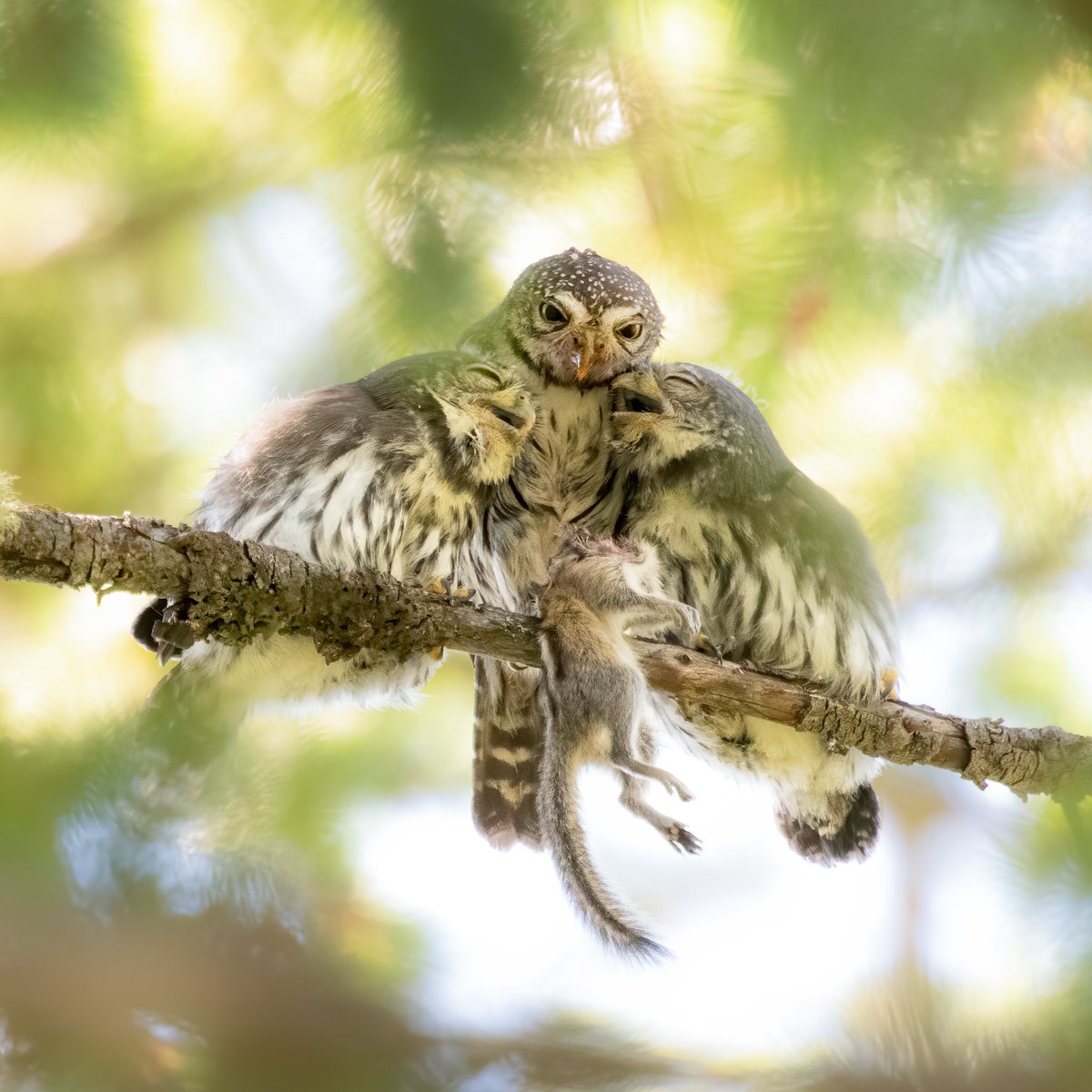 Another owl post! Here is a mama Pygmy owl feeding a chipmunk to two of her kids. The ecstasy on their faces is the purest bliss I’ve seen in nature. #InternationalOwlAwarenessDay #owl #wildlifephotography