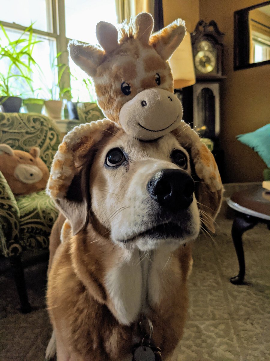 Paintbrush_Tail's tweet photo. My giraffe and I need your attention, please.
#MayIHaveYourAttentionPlease #IHaveIt? #OKHello!
🐶🦒👋
@dogcelebration
@puppy_snuggles @IngloriousDogs @dogandpuplovers https://t.co/vOd00oGg6J