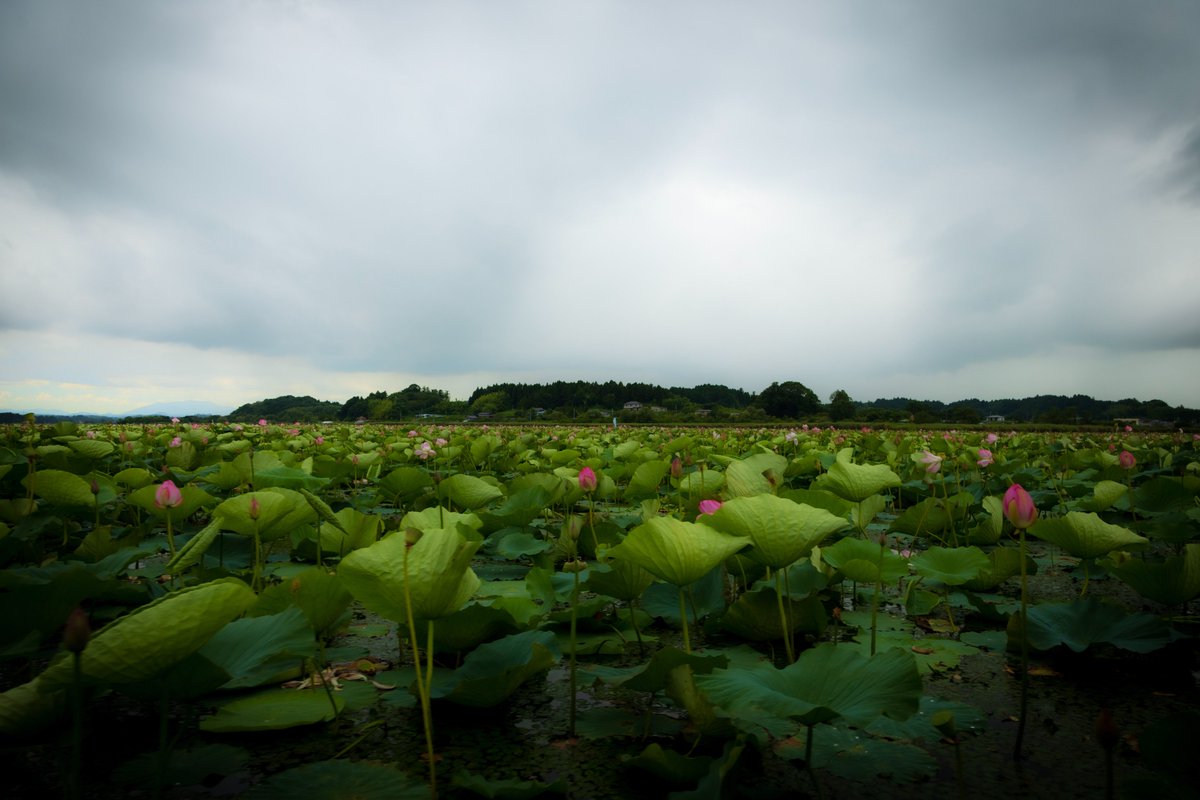 伊豆沼はすまつり