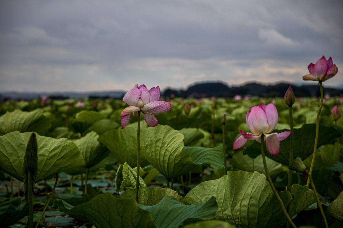 伊豆沼はすまつり
