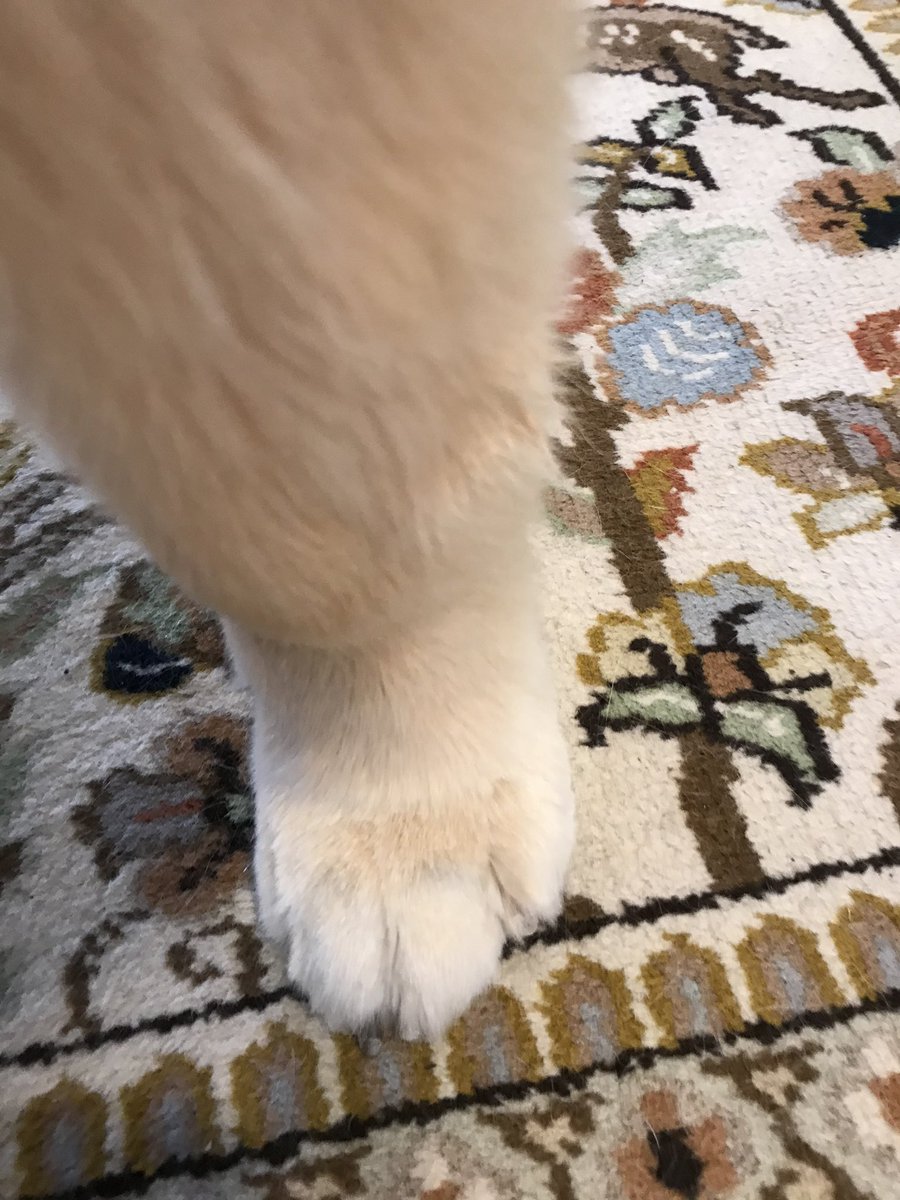 dogfather's tweet photo. Zoey had a spa day today please look at her bows and her feets https://t.co/AS5iLBc5Hv