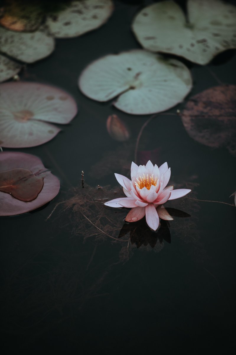 NewDivested's tweet image. The lotus flower is the symbol of purity, enlightenment, self regeneration, and rebirth. This flower is able to as it's able to emerge from the murky waters pure and unsullied.