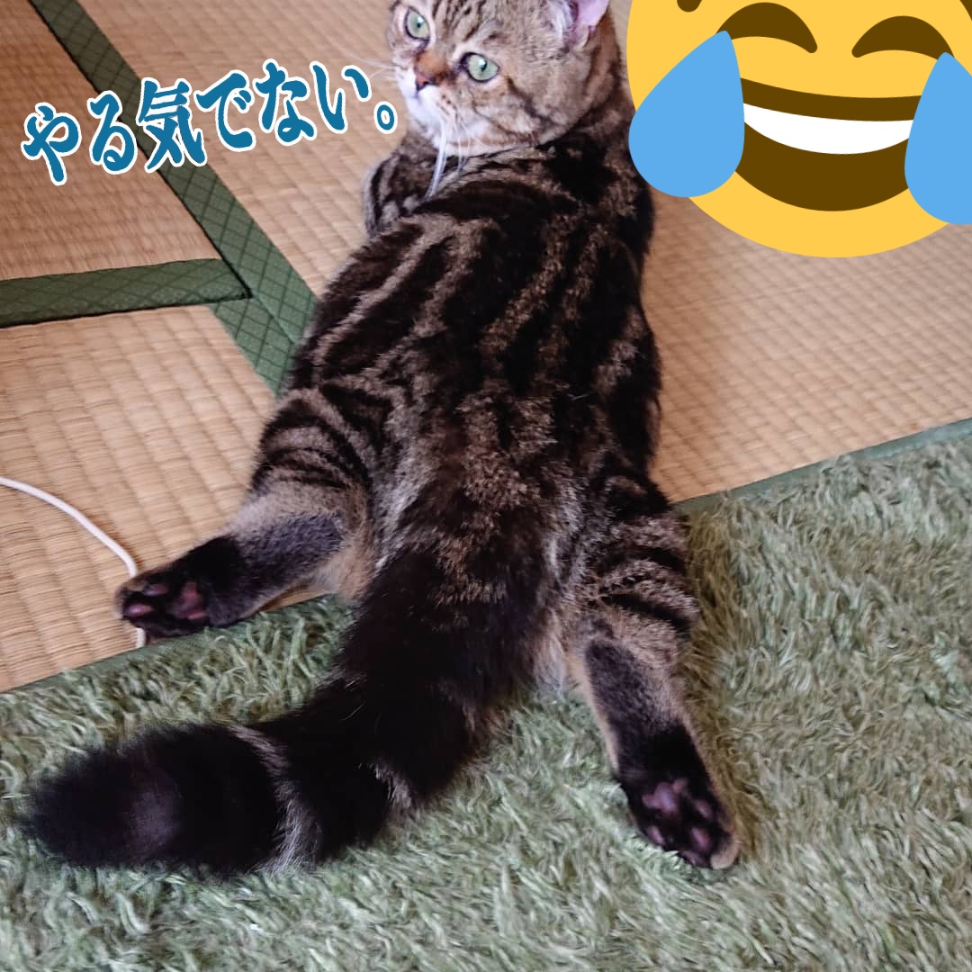 ねこまむし Twitter Search Twitter ねこまむし Twitter Search Twitter