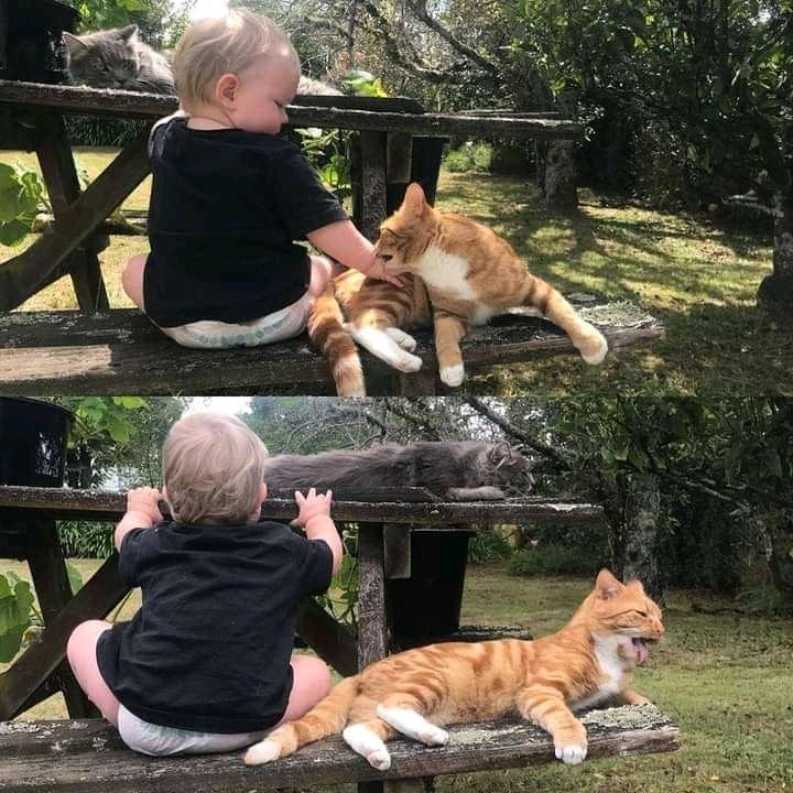 pets_fun_house's tweet image. 