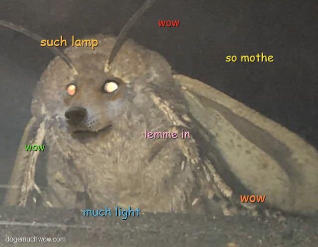 jfoursun's tweet photo. Hey @elonmusk is #doge gonna valuate to $moth.00 anytime soon? https://t.co/Am92hDLnmv