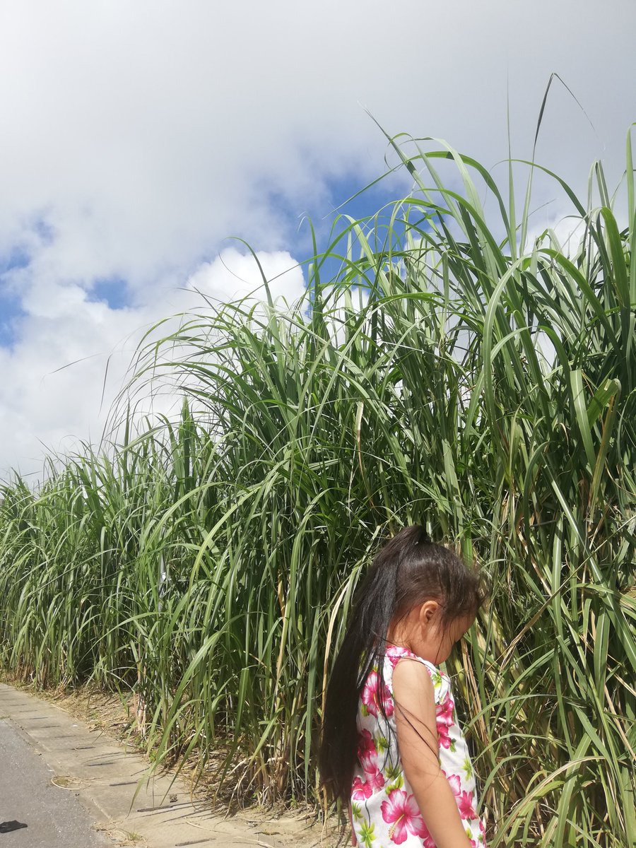 Moko على تويتر 娘と散歩 サトウキビ畑に癒やされる 沖縄 さとうきび畑 散歩 子どものいる暮らし